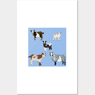 Blue Nigerian Dwarf Goats Pattern Posters and Art